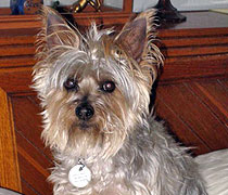 Ashley (Miss Bear)