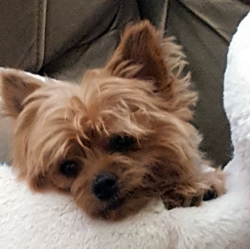 Bella