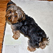Buddy