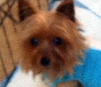 Buster