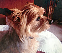 Copper