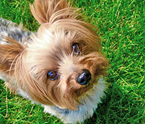 Digby