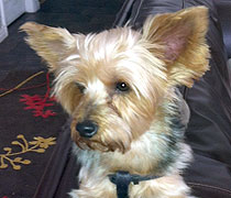 Francie Mae