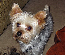Frankie