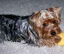 Fritz