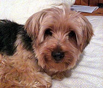 Honey Bear