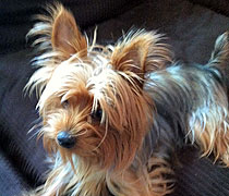 Izzy