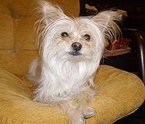Lilly