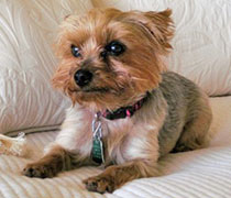Lola