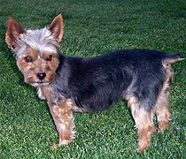 Maggie