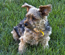 Max