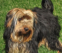 Murphy