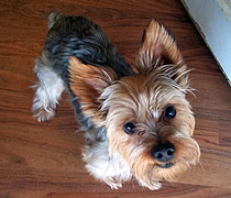 Obie
