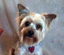 Oliver