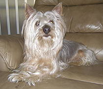 Ollie