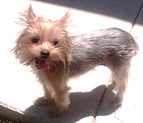 Peanut