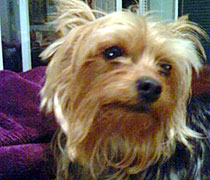Pepper