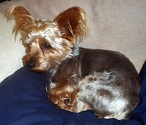 Petey