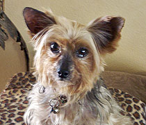 Pippi