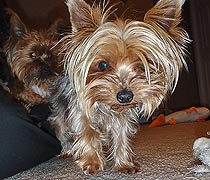 Pipsie