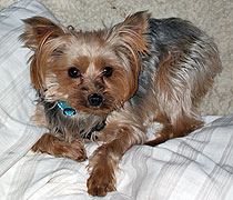 Tink