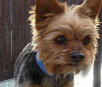 Toby