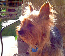 Tucker