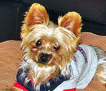 Willow