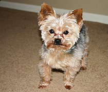 Wookie