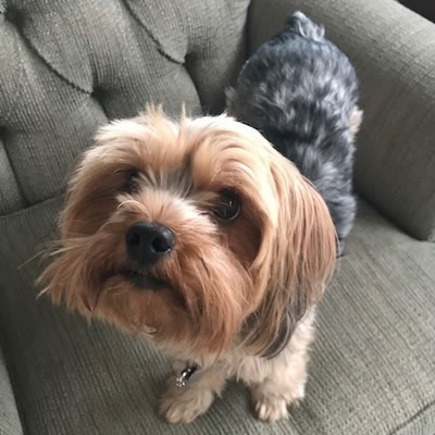 Sadie